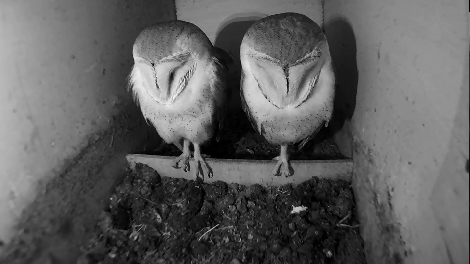 Tornuggla, Barn Owl