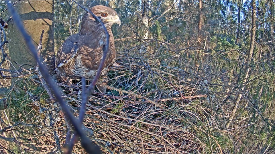 Ormvråk, Common Buzzard