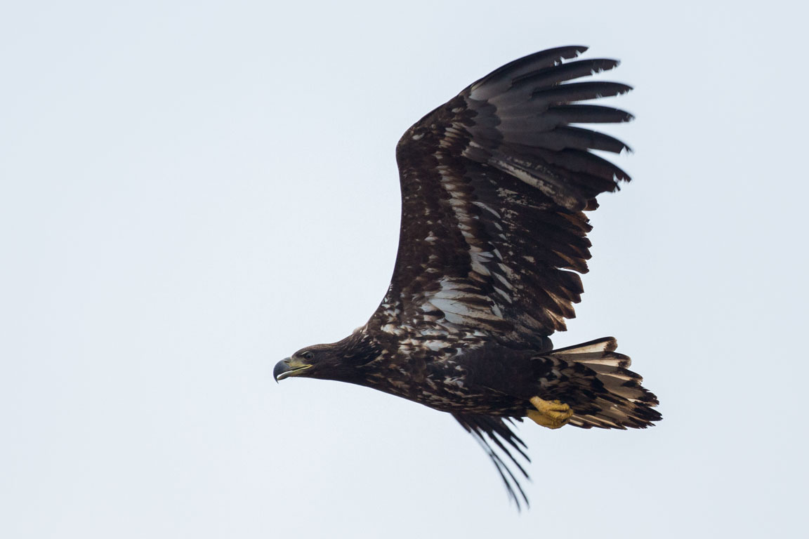 Havsörn, White-tailed Eagle, Haliaeetus albicilla