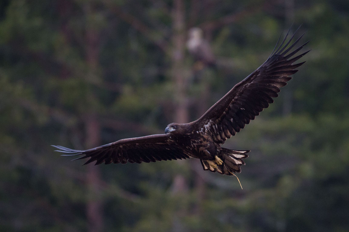 Havsörn, White-tailed Eagle, Haliaeetus albicilla