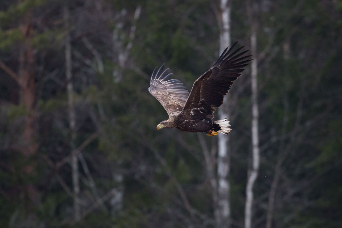 Havsörn, White-tailed Eagle, Haliaeetus albicilla