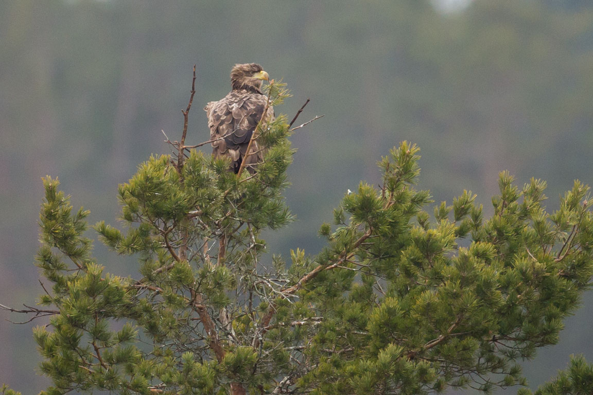 Havsörn, White-tailed Eagle, Haliaeetus albicilla