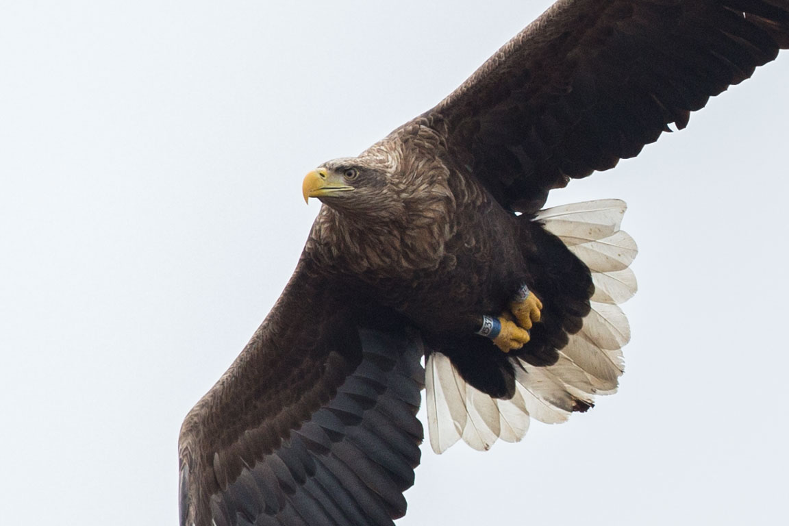 Havsörn, White-tailed Eagle, Haliaeetus albicilla