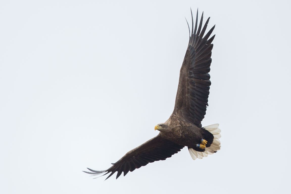 Havsörn, White-tailed Eagle, Haliaeetus albicilla