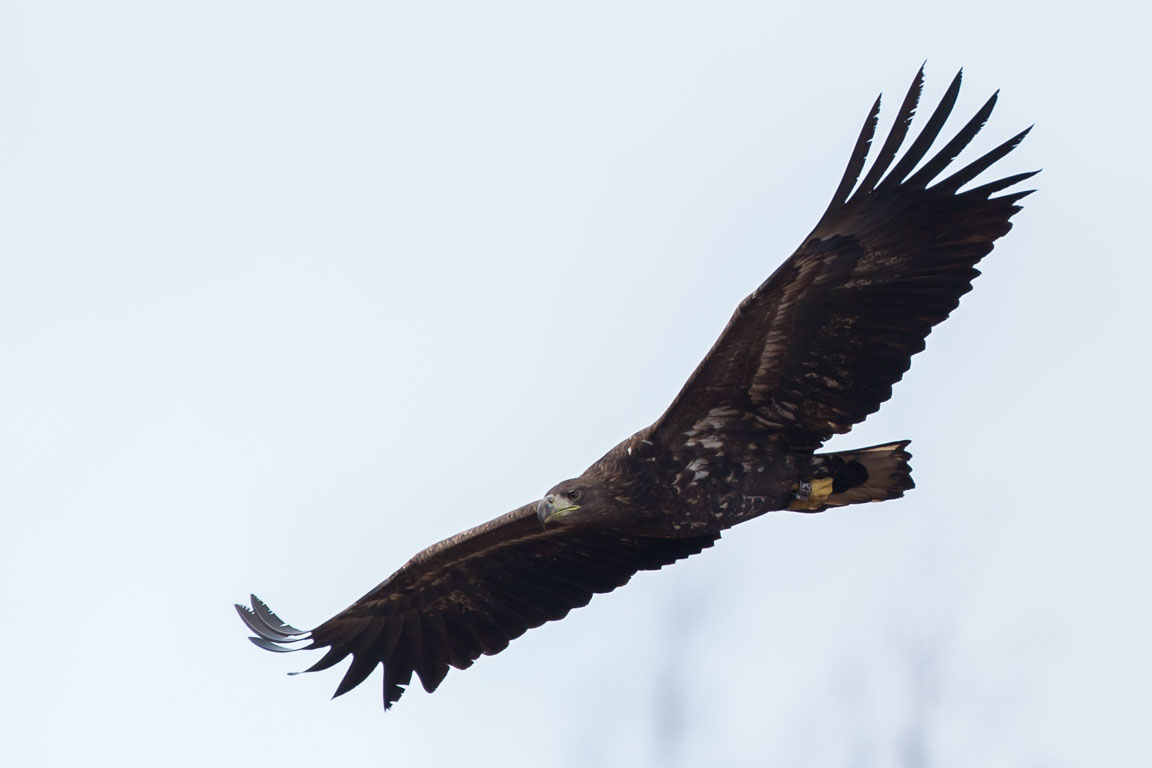 Havsörn, White-tailed Eagle, Haliaeetus albicilla