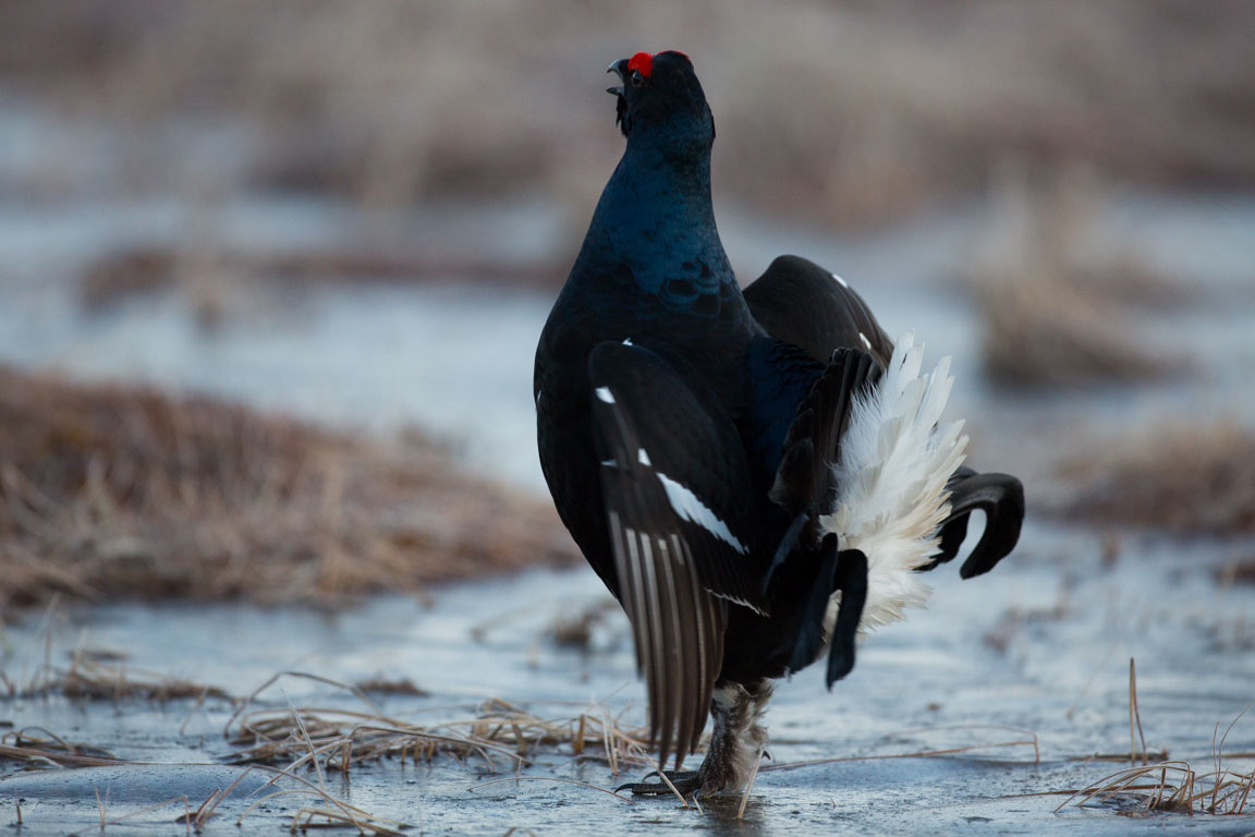 Orre, Black Grouse, Lyrurus tetrix