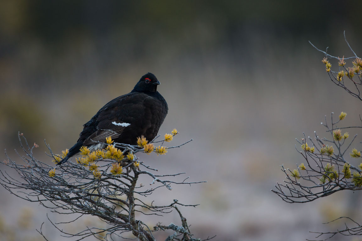 Orre, Black Grouse, Lyrurus tetrix