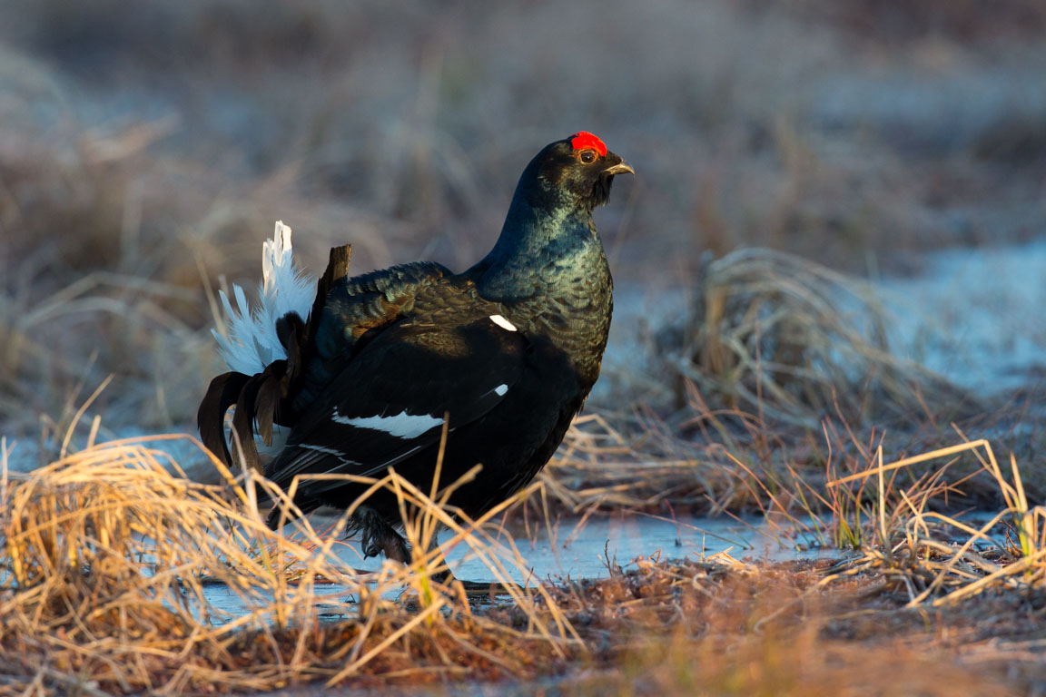 Orre, Black Grouse, Lyrurus tetrix