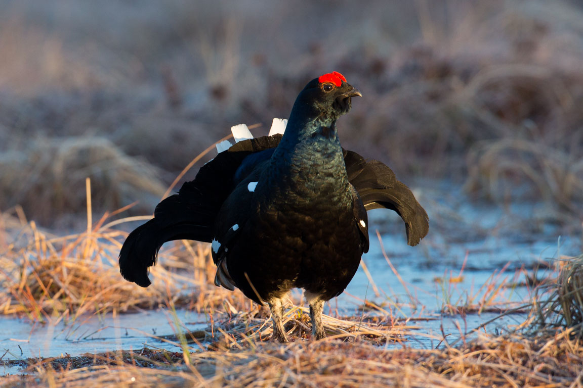 Orre, Black Grouse, Lyrurus tetrix