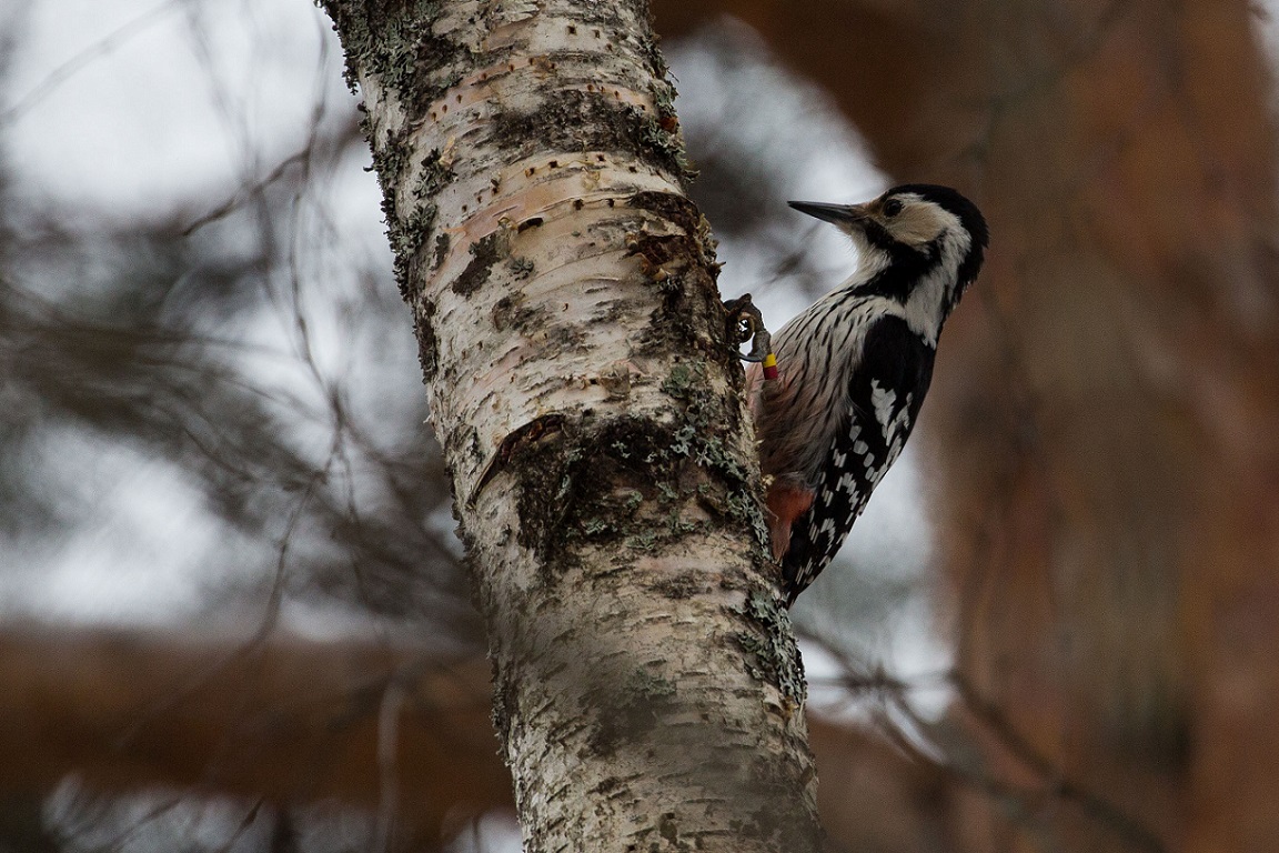 Vitryggig hackspett, White-backed Woodpecker, Dendrocopos leucotos