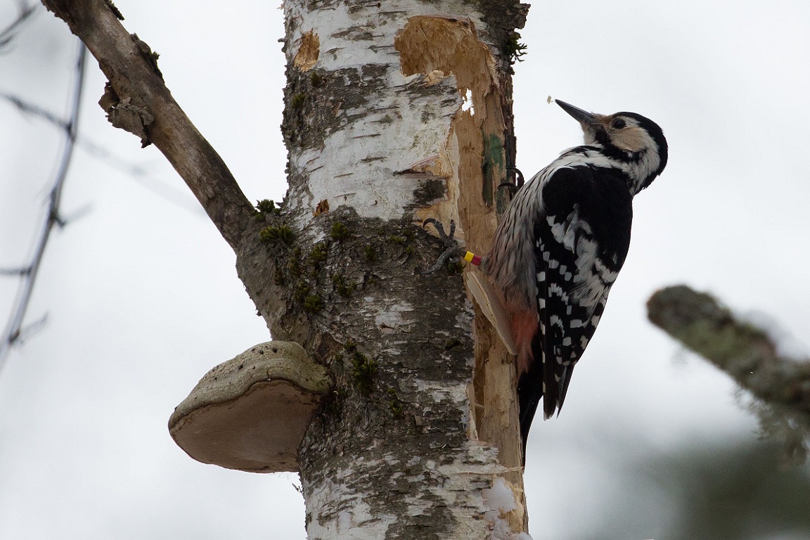 Vitryggig hackspett, White-backed Woodpecker, Dendrocopos leucotos