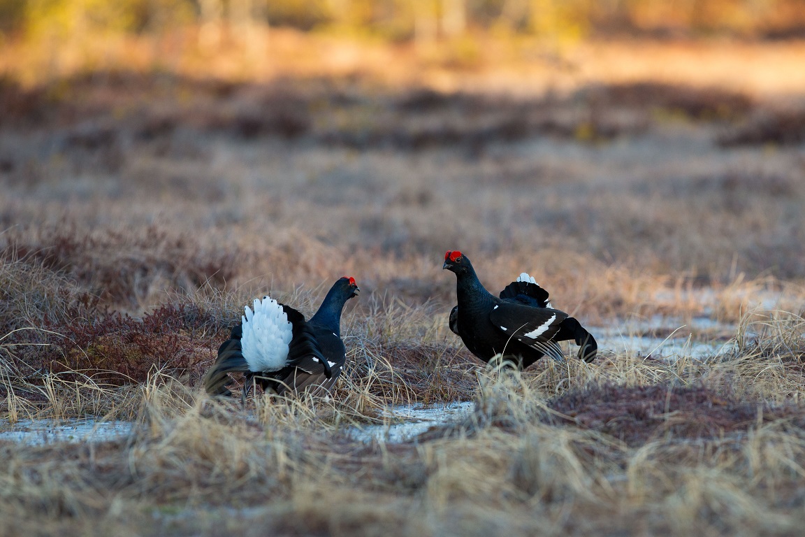 Orre, Black Grouse, Lyrurus tetrix