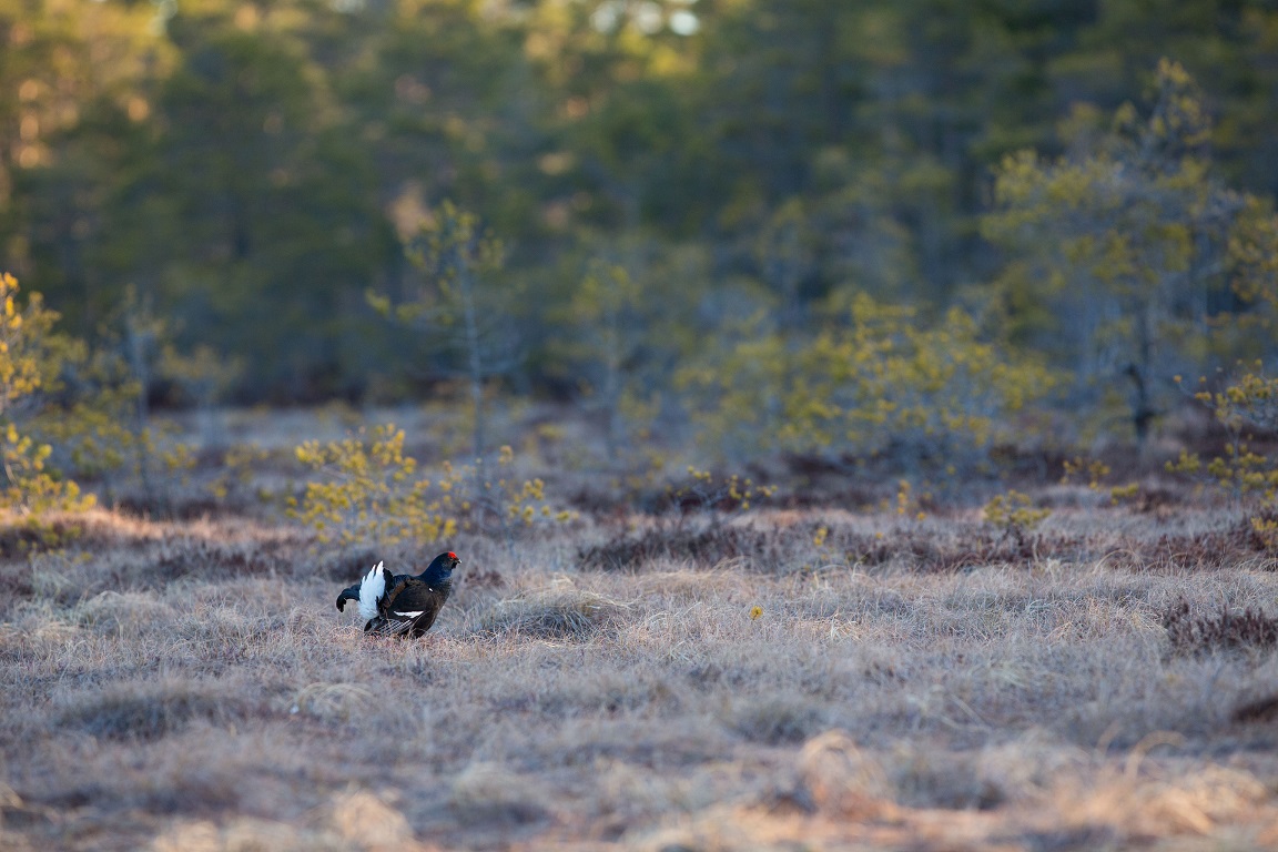 Orre, Black Grouse, Lyrurus tetrix