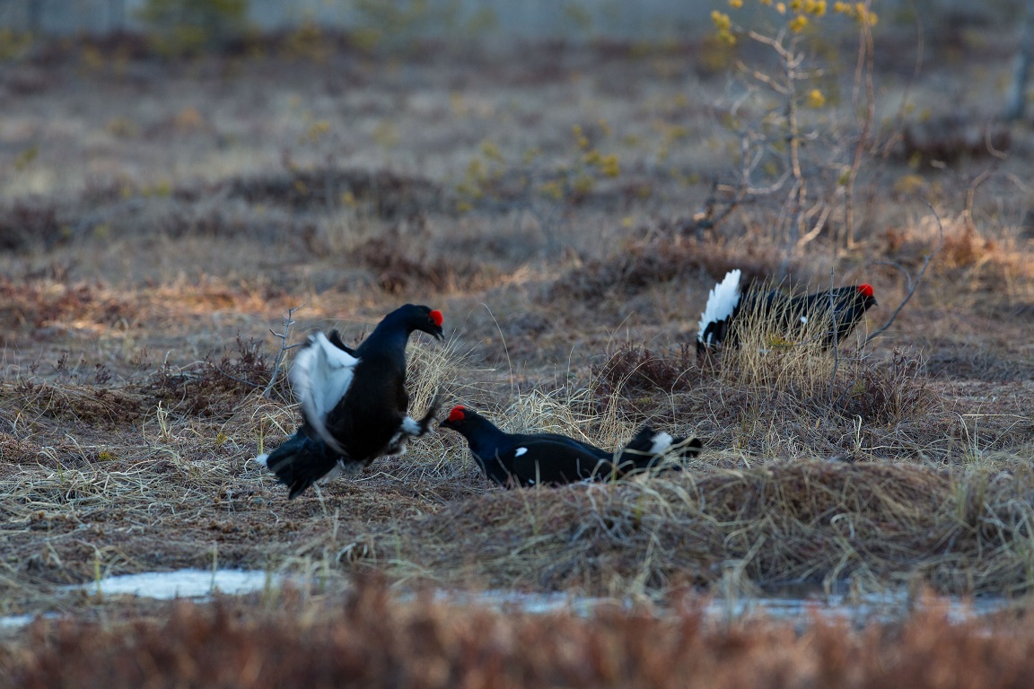 Orre, Black Grouse, Lyrurus tetrix