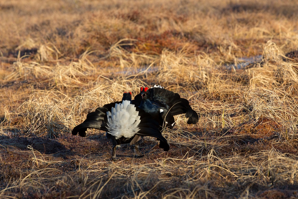 Orre, Black Grouse, Lyrurus tetrix