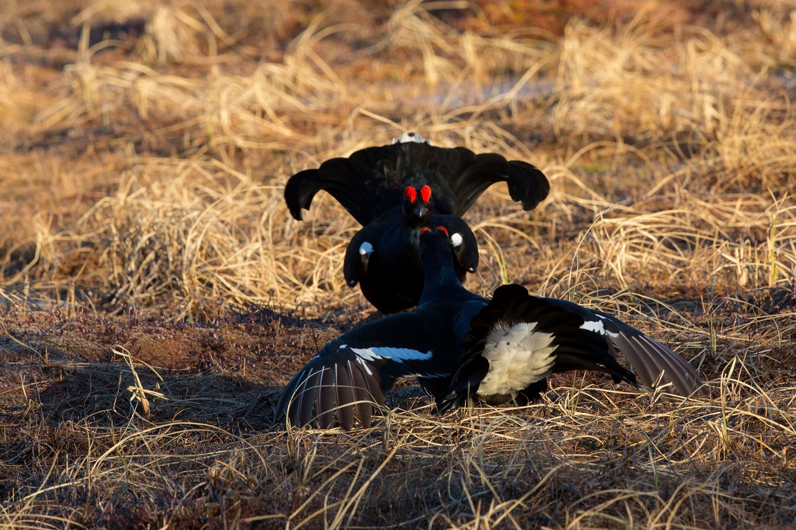 Orre, Black Grouse, Lyrurus tetrix