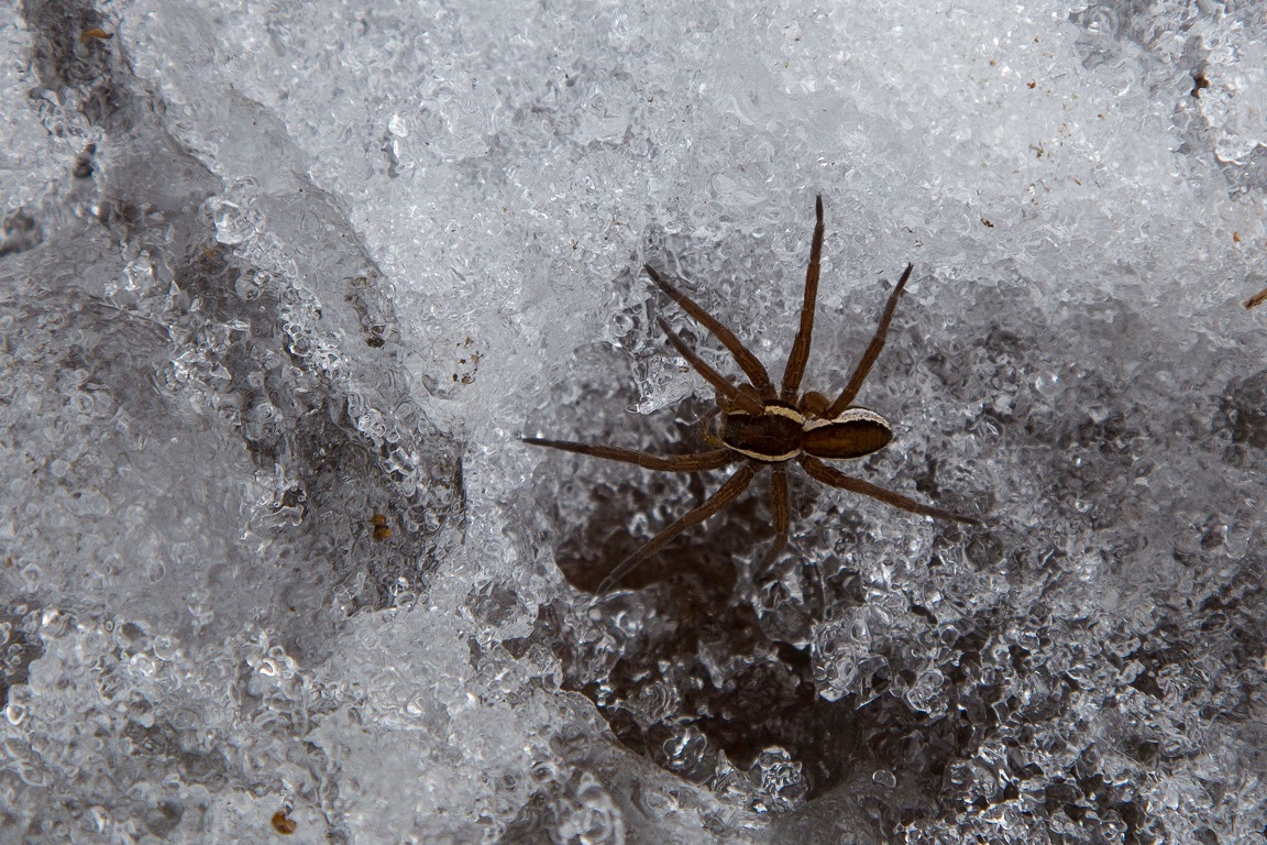 Kärrspindel, Raft spider, Dolomedes fimbriatus