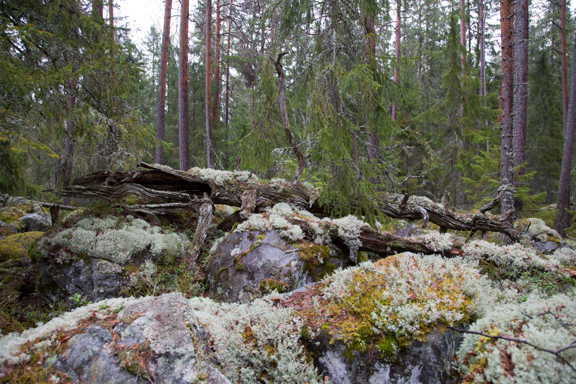 Låga av gammalt vridet träd