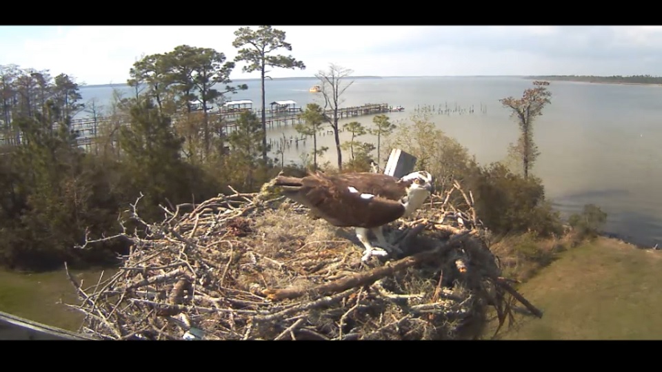 Fiskgjuse, Osprey