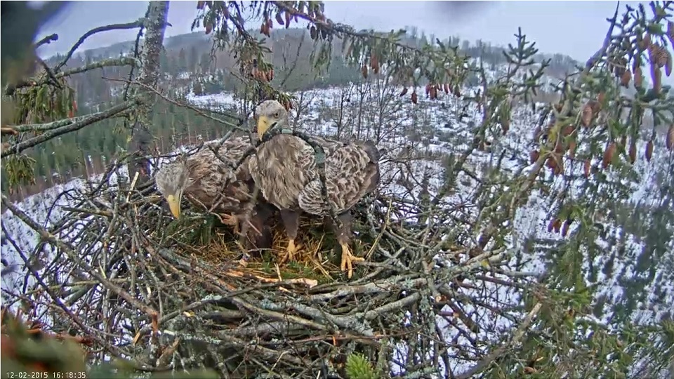 Havsörn, White Tailed Eagle