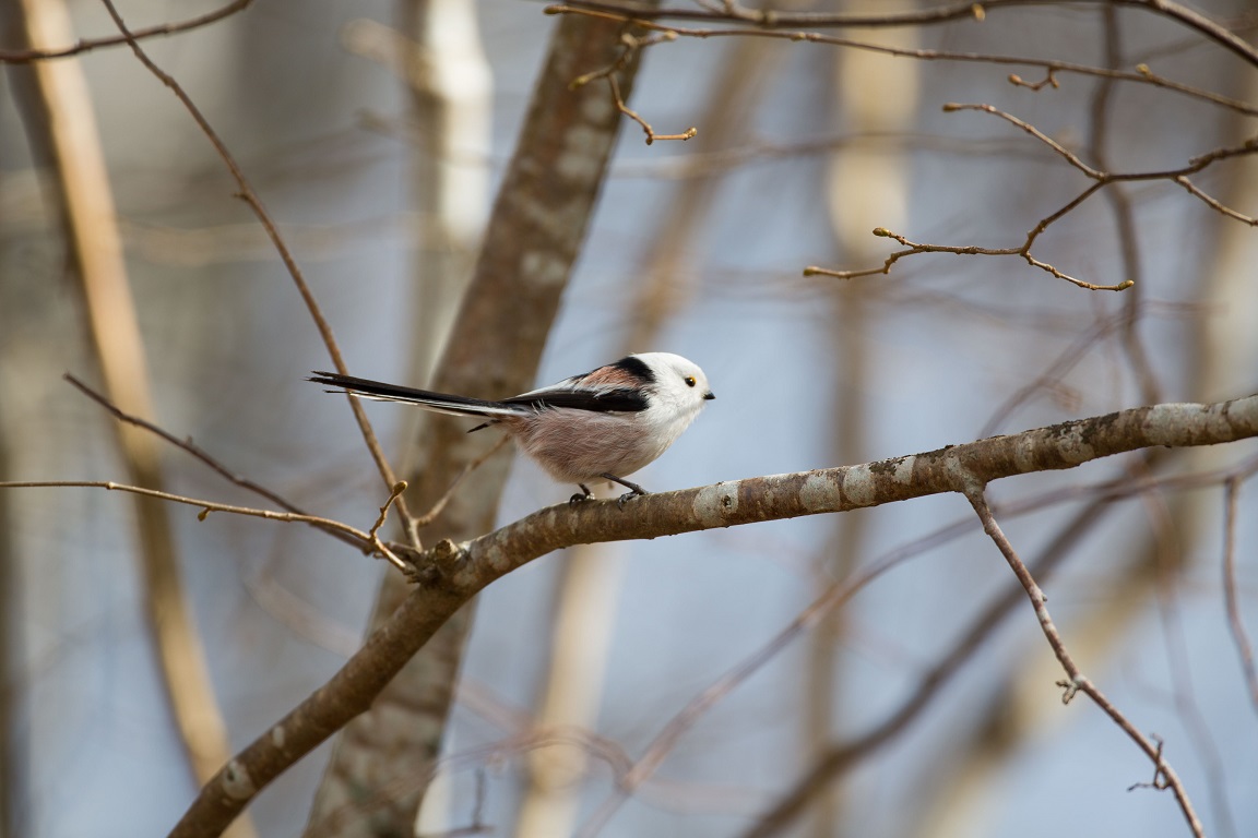 Stjärtmes, Long-tailed Tit, Aegithalos caudatus