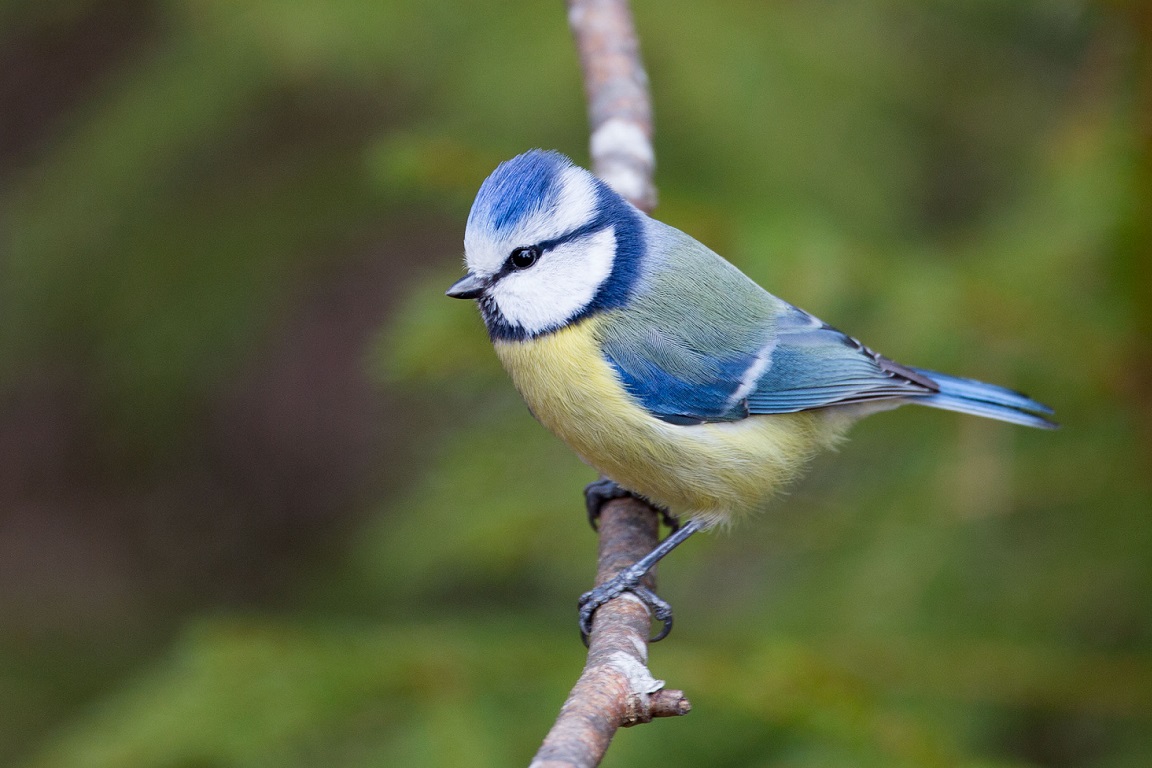 Blåmes, Blue Tit, Parus caeruleus