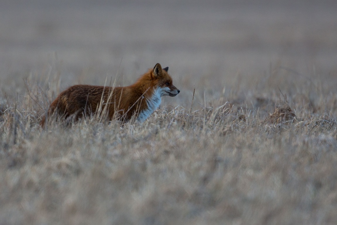 Räv, Fox, Vulpes vulpes