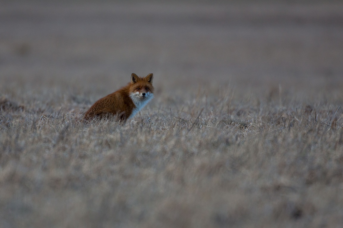 Räv, Fox, Vulpes vulpes