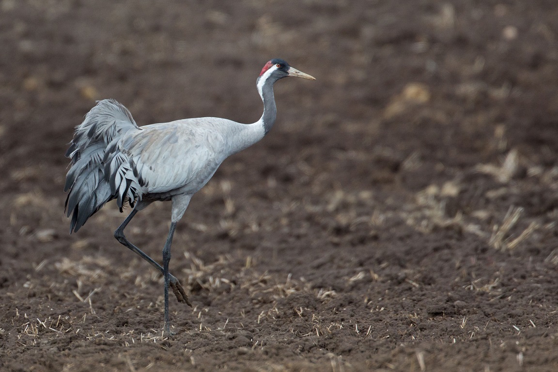 Trana, Common crane, Grus grus