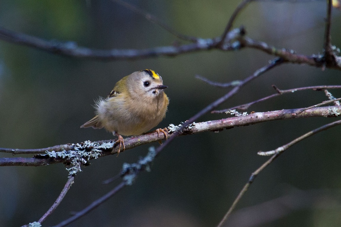 Kungsfågel, Goldcrest, Regulus regulus