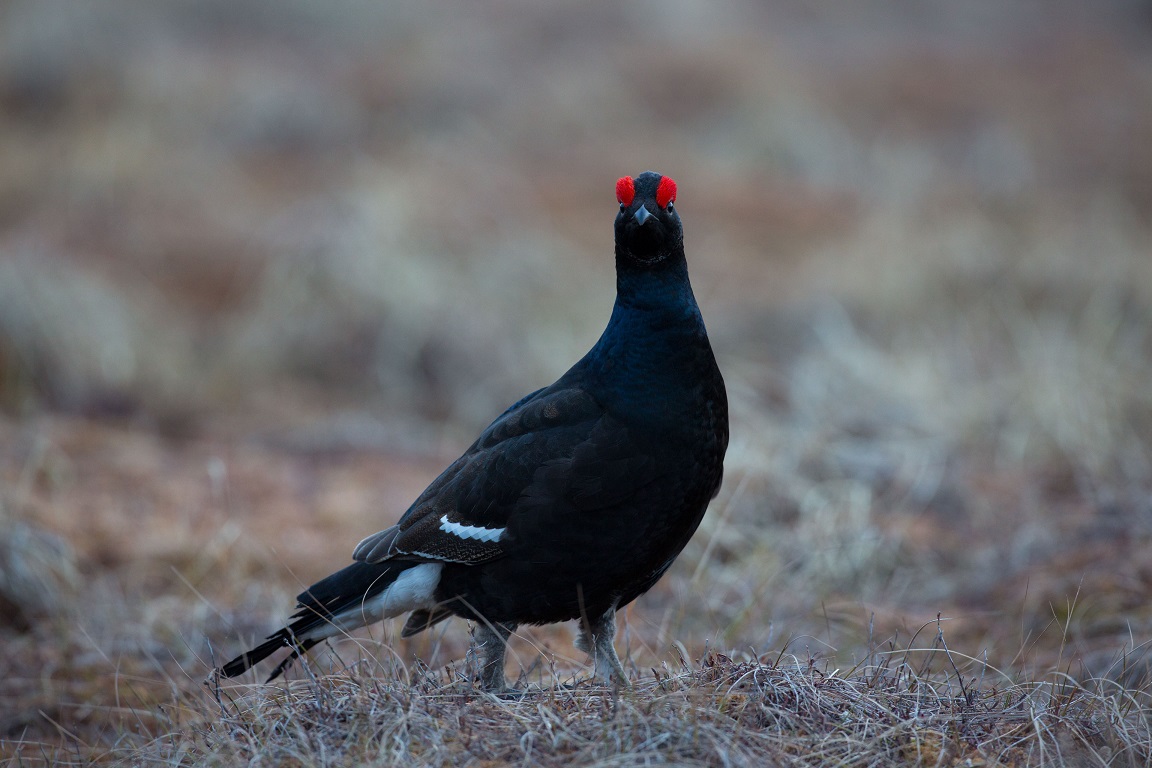 Orre, Black Grouse, Lyrurus tetrix