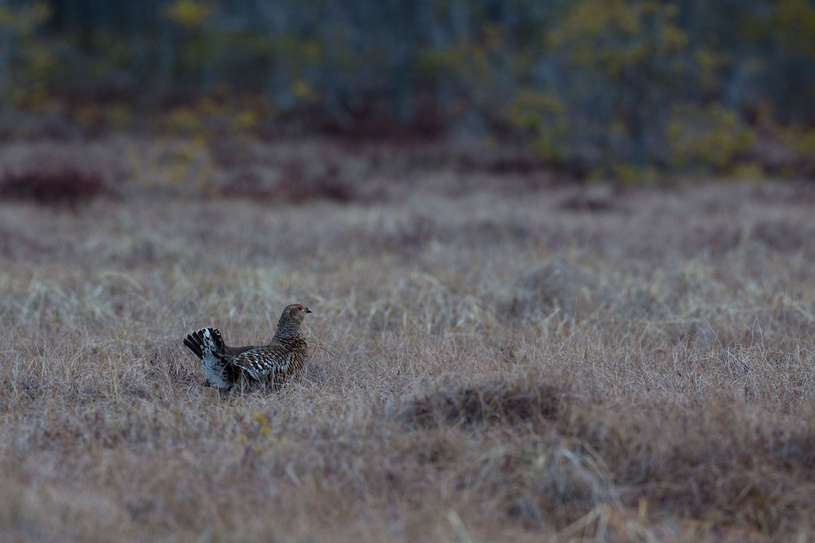 Orre, Black Grouse, Lyrurus tetrix