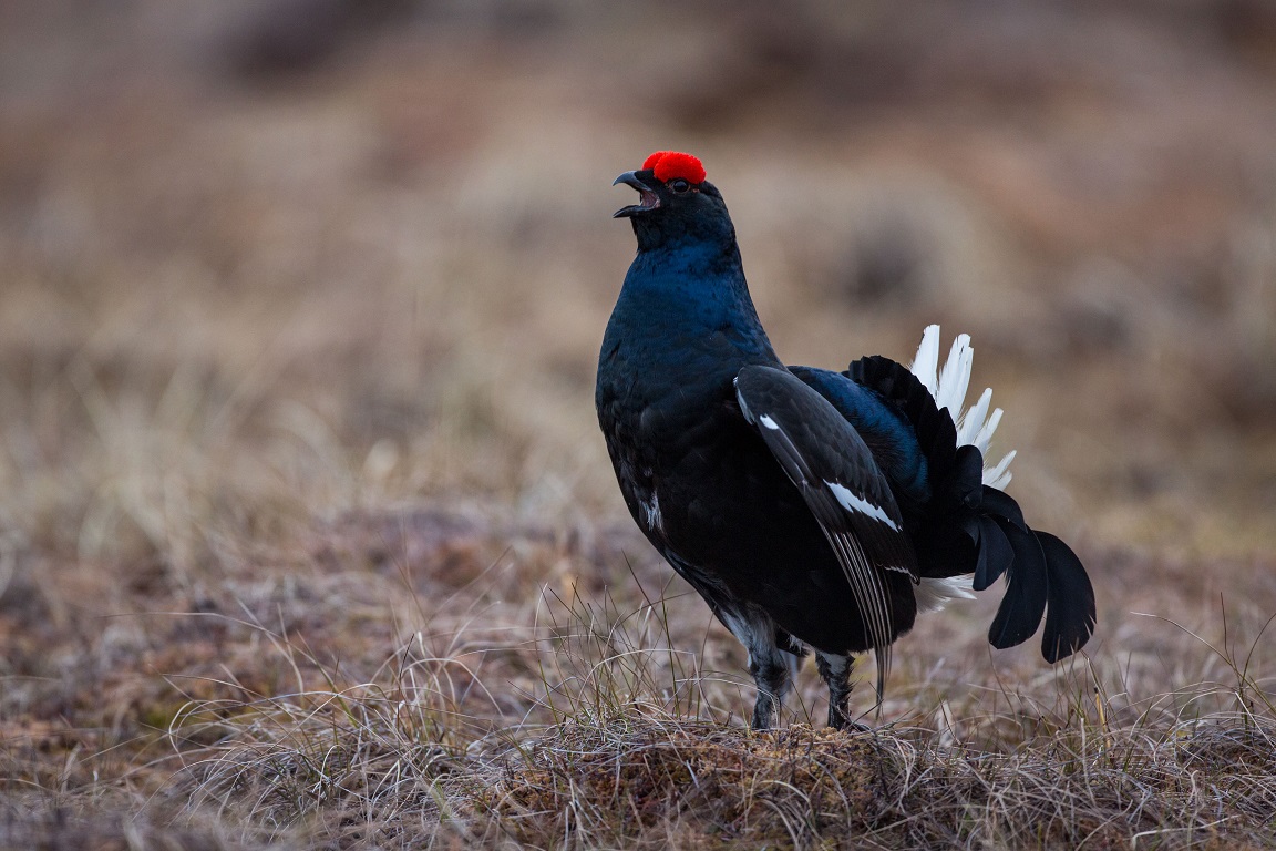 Orre, Black Grouse, Lyrurus tetrix