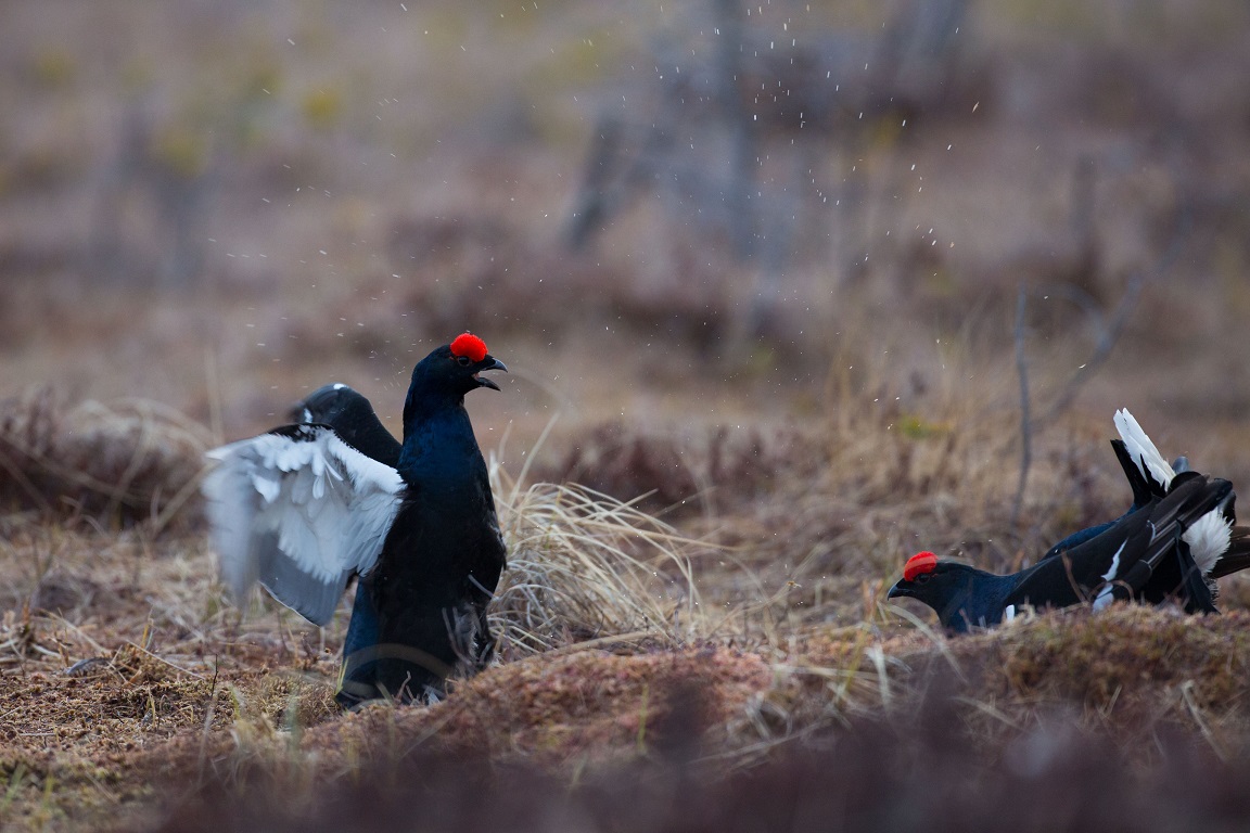 Orre, Black Grouse, Lyrurus tetrix