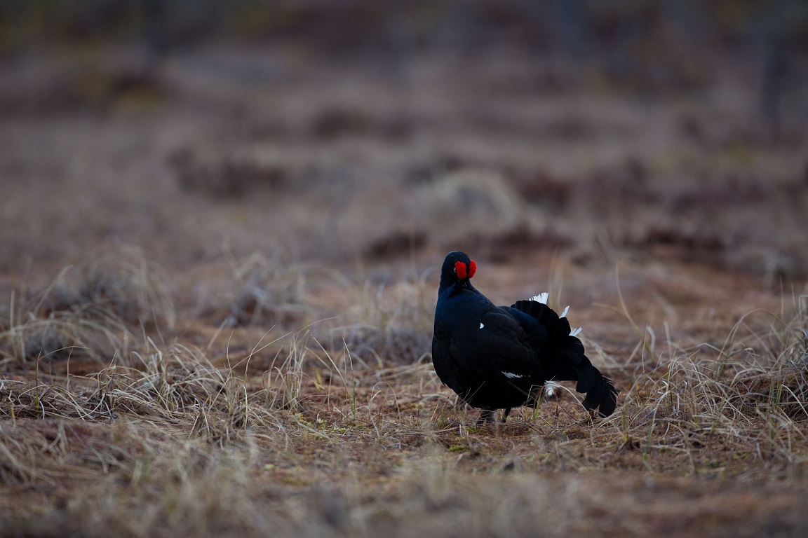 Orre, Black Grouse, Lyrurus tetrix