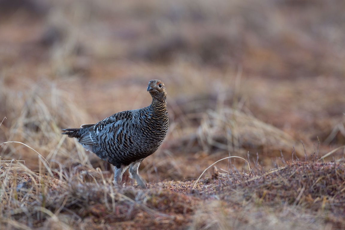 Orre, Black Grouse, Lyrurus tetrix