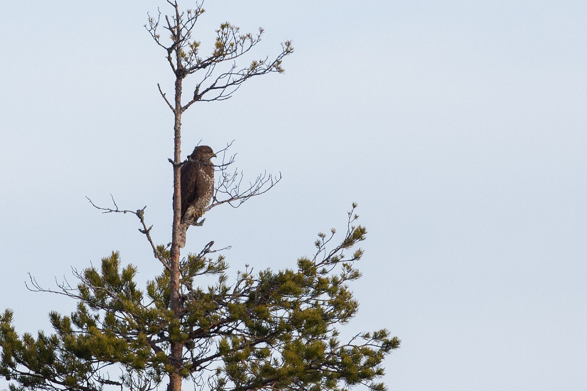 Ormvråk, Common Buzzard, Buteo buteo