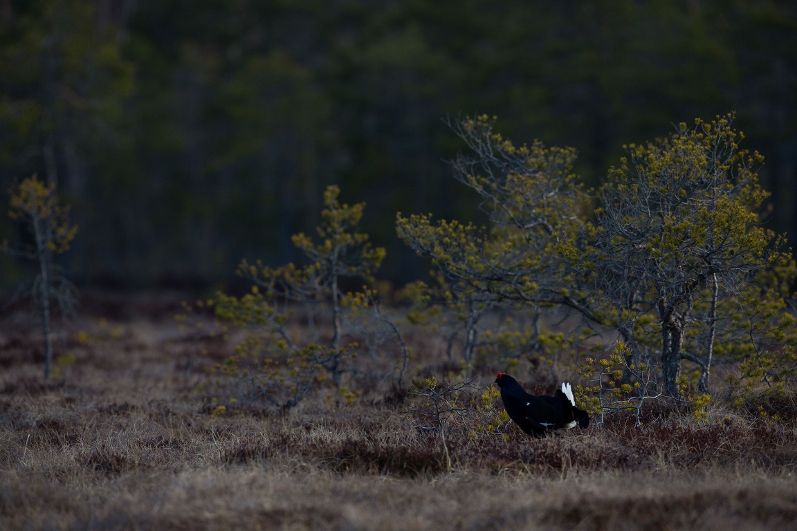 Orre, Black Grouse, Lyrurus tetrix