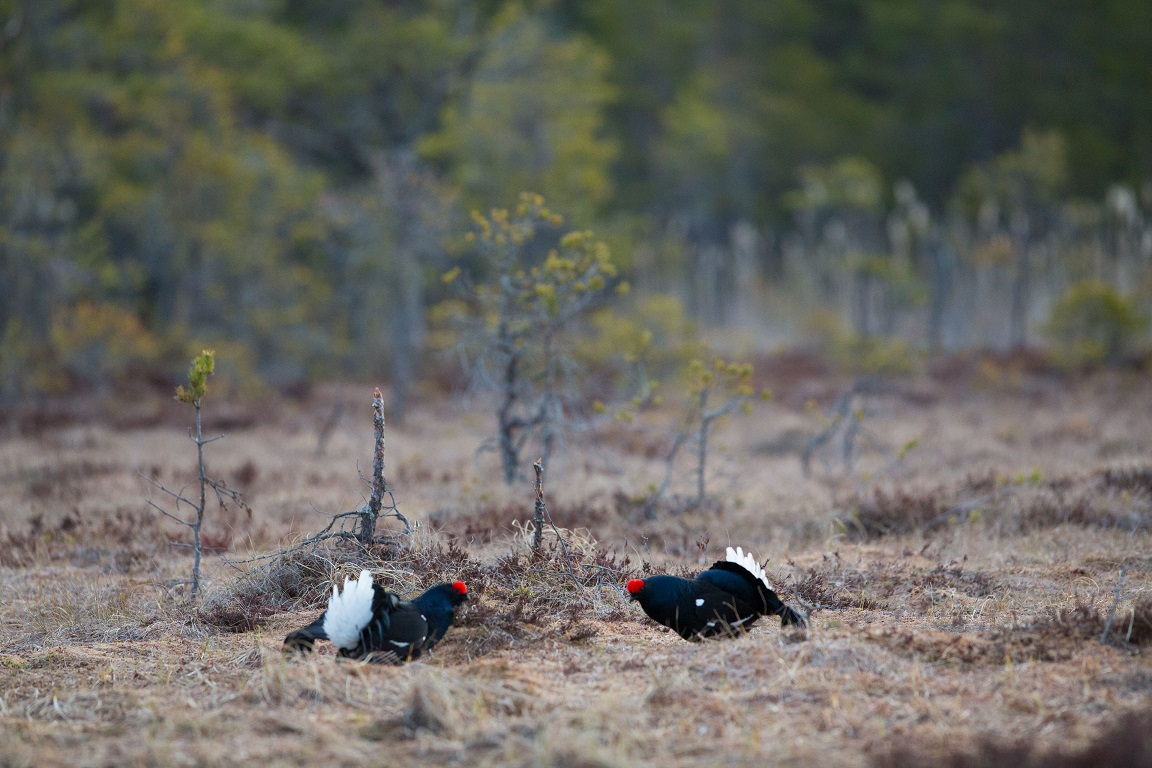 Orre, Black Grouse, Lyrurus tetrix