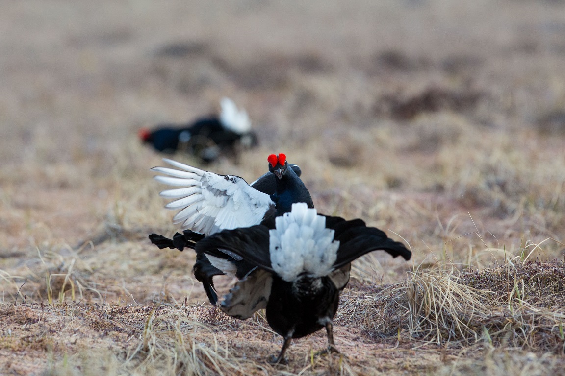 Orre, Black Grouse, Lyrurus tetrix