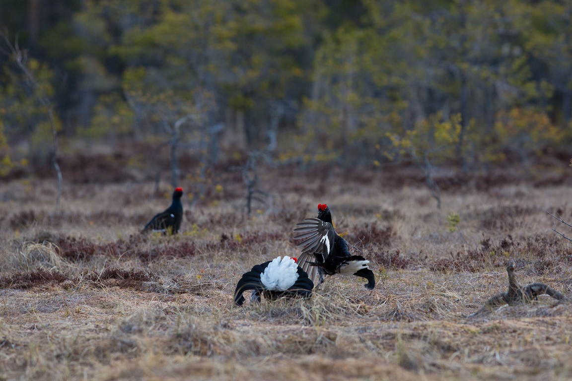 Orre, Black Grouse, Lyrurus tetrix