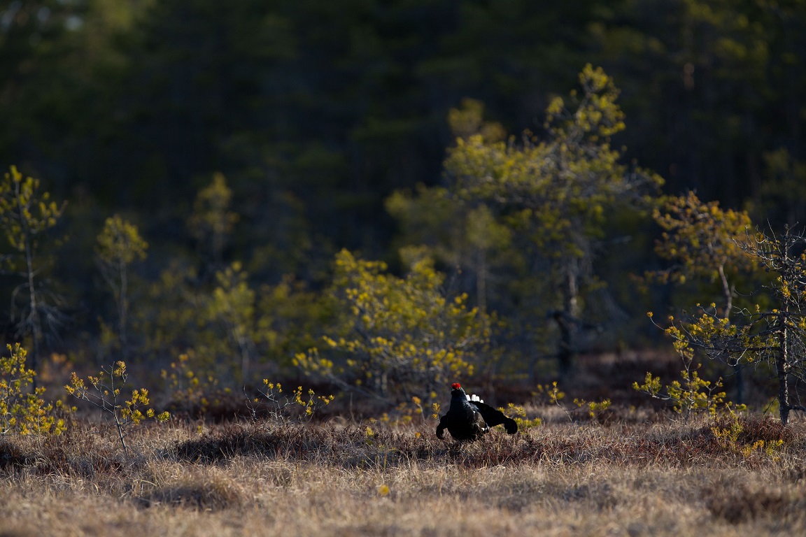 Orre, Black Grouse, Lyrurus tetrix