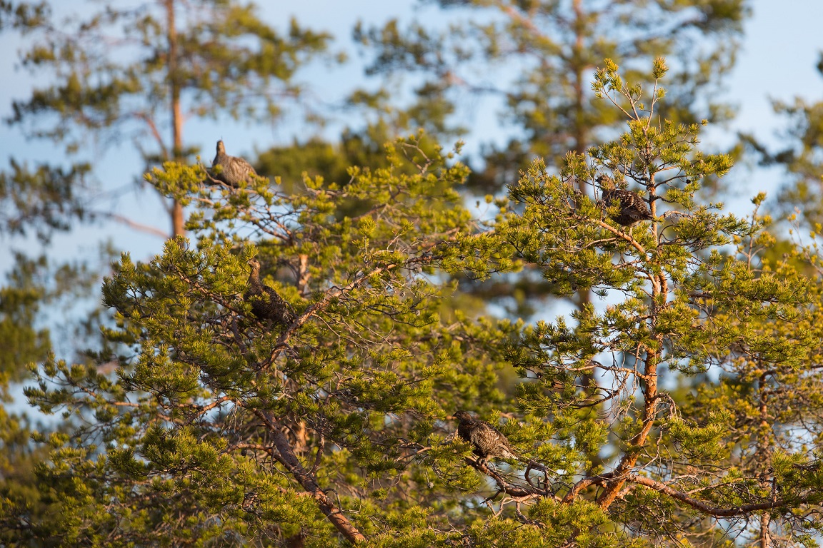 Orre, Black Grouse, Lyrurus tetrix