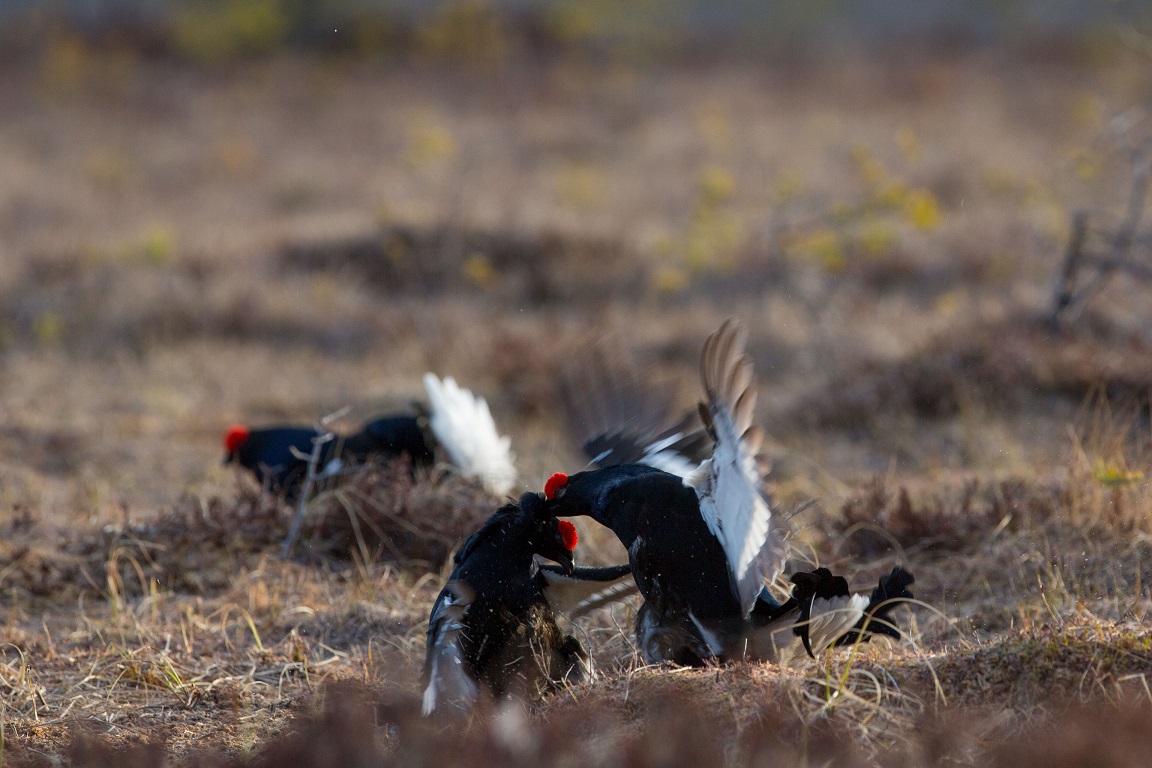 Orre, Black Grouse, Lyrurus tetrix