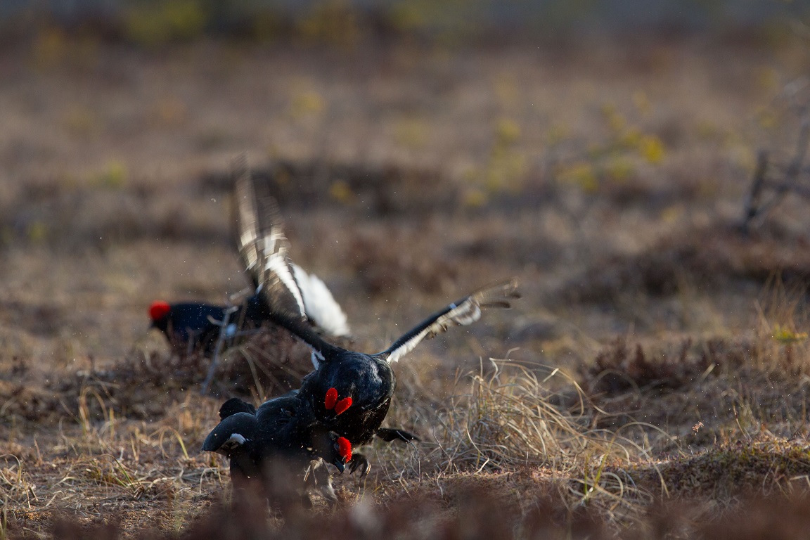 Orre, Black Grouse, Lyrurus tetrix