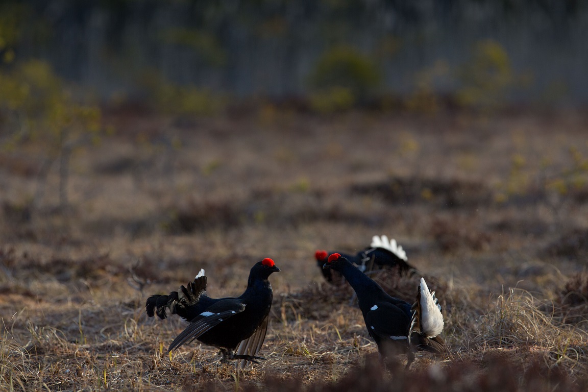 Orre, Black Grouse, Lyrurus tetrix