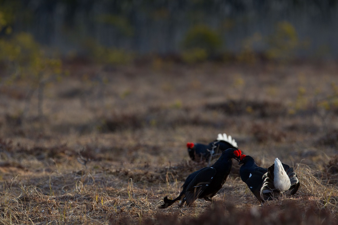 Orre, Black Grouse, Lyrurus tetrix