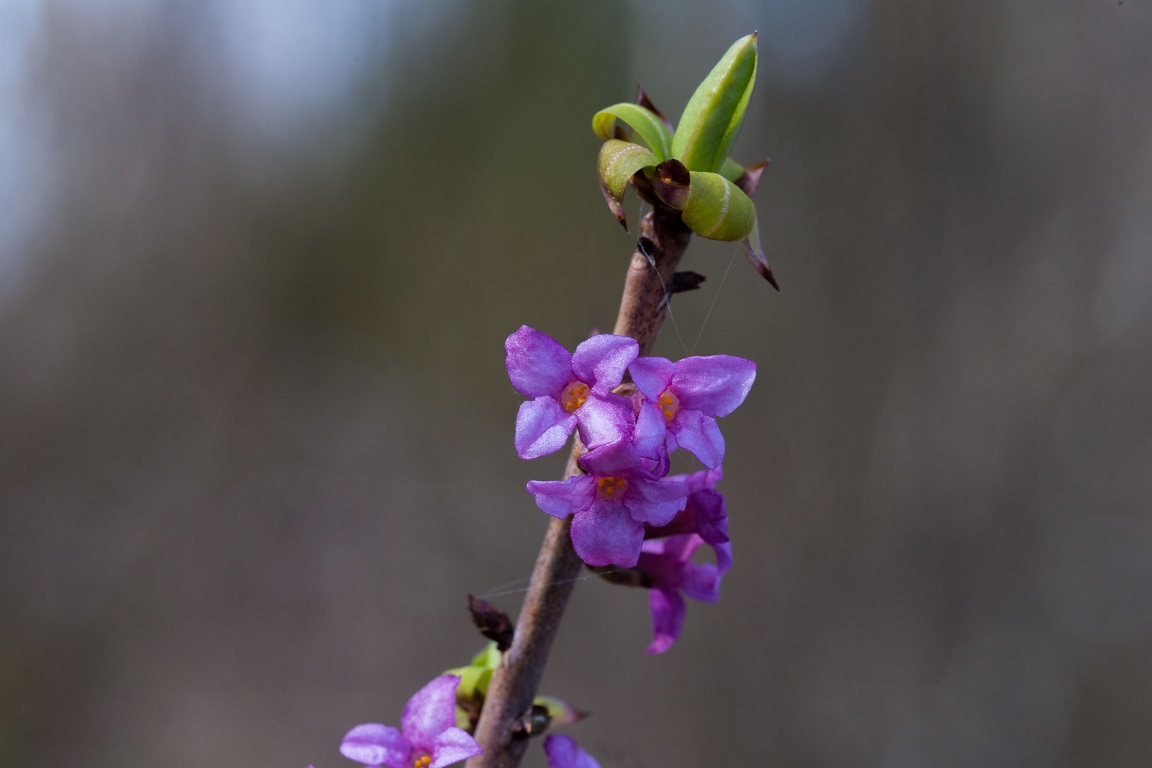 Tibast, February daphne, Daphne mezereum