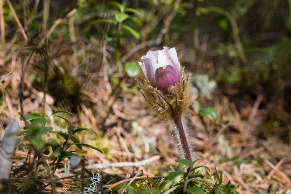 Mosippa, Spring pasqueflower, Pulsatilla vernalis
