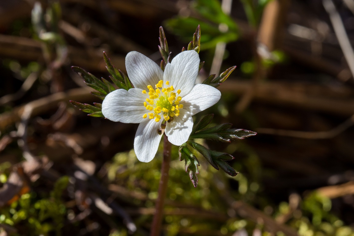 Vitsippa, Wood anemone, Anemone nemorosa